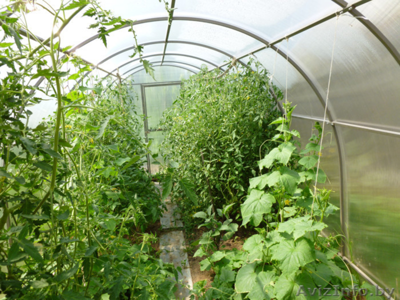 Теплица «Сибирская АвтоИнтеллект XXL» 6м Сверхпрочная - Изображение #2, Объявление #1183760