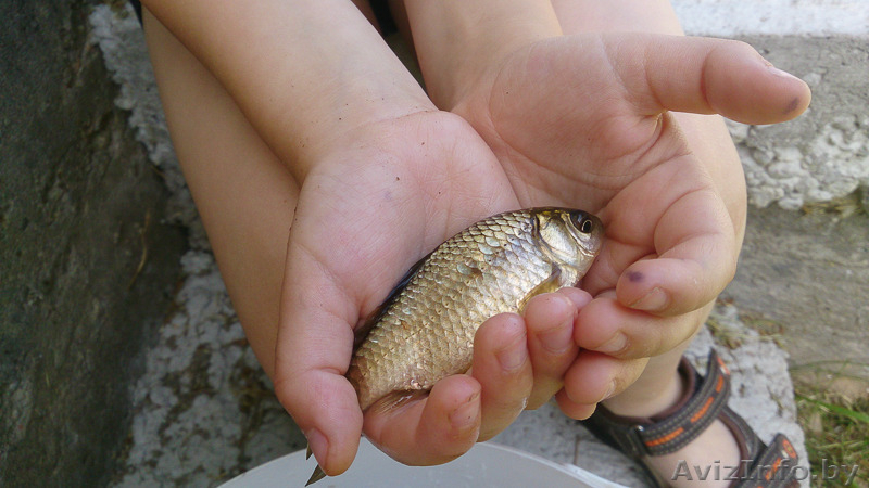 ДАЧА д.Поречье-1 Общество "Золотые пески" - Изображение #3, Объявление #1276144