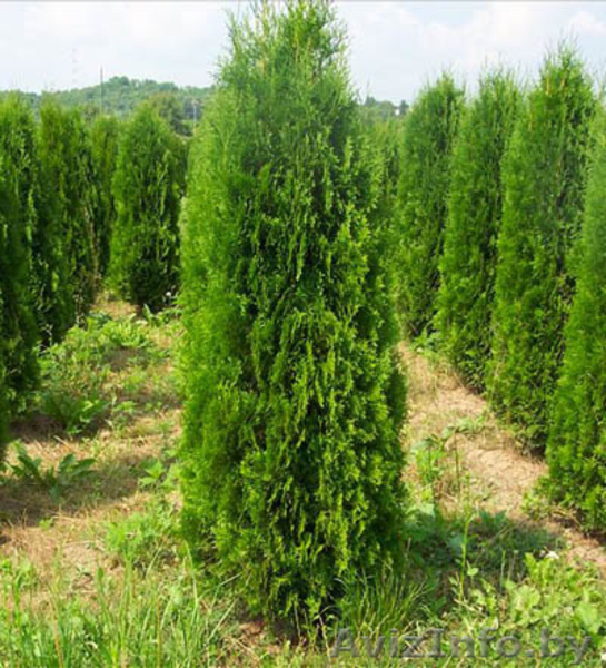 Туи( сСмарагд, Колумна, Даника) - Изображение #2, Объявление #1296092