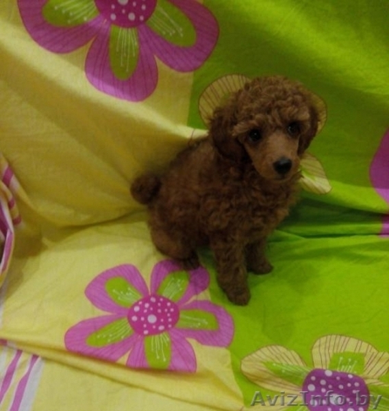 Карликовый пуделек - Изображение #1, Объявление #1304555