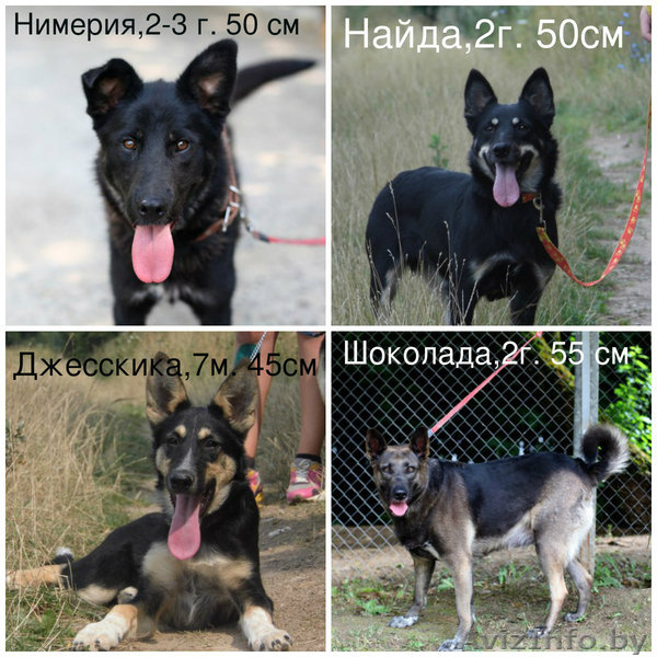 Спасите собак из приюта - Изображение #1, Объявление #1304347