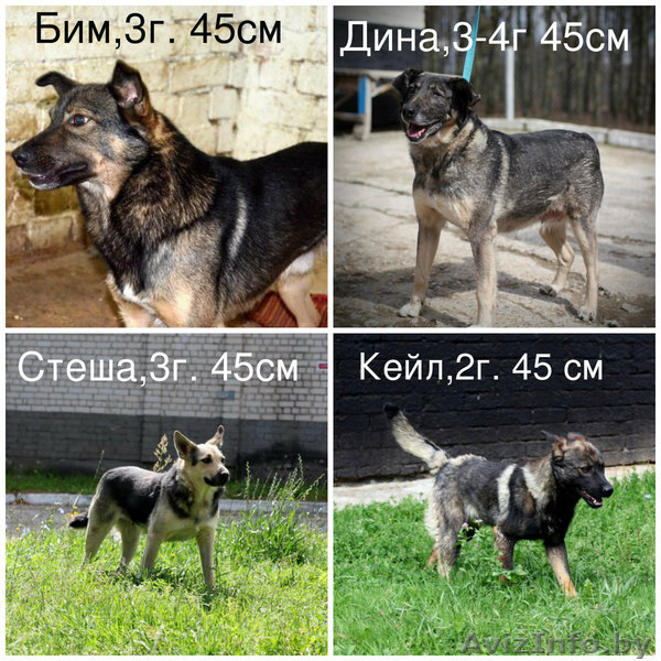 Спасите собак из приюта - Изображение #2, Объявление #1304347