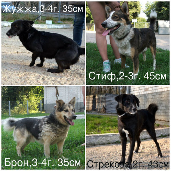 Спасите собак из приюта - Изображение #3, Объявление #1304347