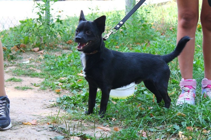 Миниатюрный кобелек в ДАР - Изображение #1, Объявление #1304985