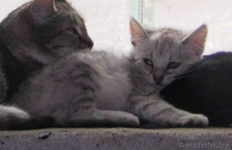 Крошка из приюта ищет дом - Изображение #2, Объявление #1302804