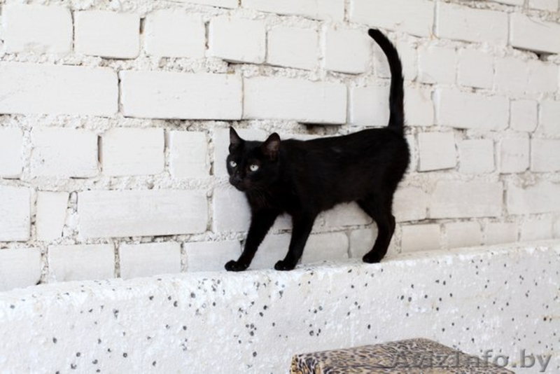 Черные пантеры из приюта в ДАР - Изображение #2, Объявление #1302831