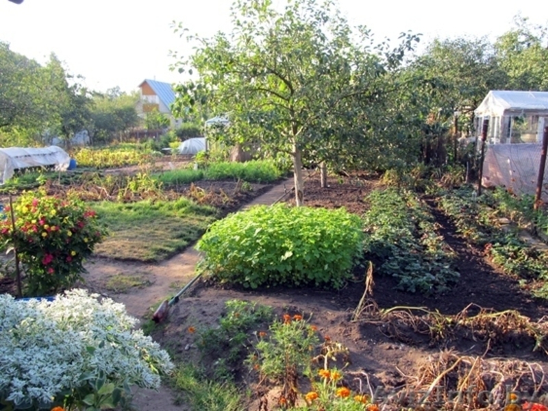 Ухоженная дача c обработанным земельным участком - Изображение #3, Объявление #1306696