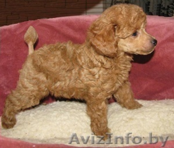 Карликовый пуделек - Изображение #2, Объявление #1304555