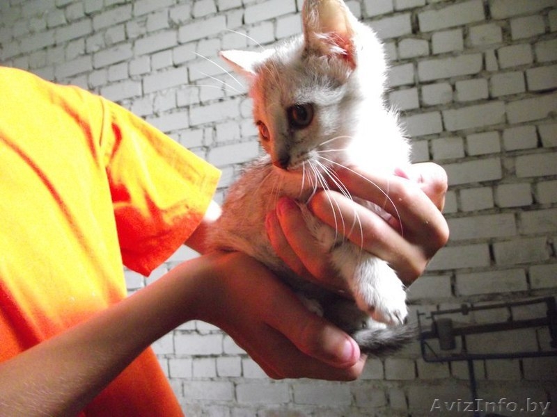 Крошка из приюта ищет дом - Изображение #4, Объявление #1302804