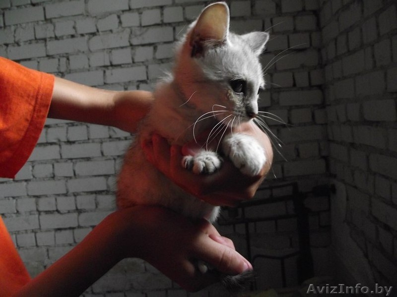 Крошка из приюта ищет дом - Изображение #5, Объявление #1302804