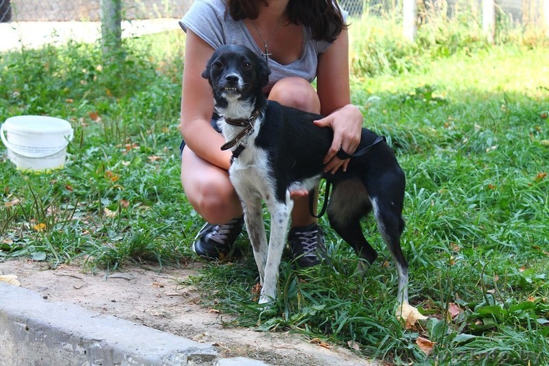 Маленькая,несчастная собачка ищет дом - Изображение #3, Объявление #1304994