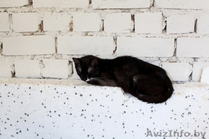 Черные пантеры из приюта в ДАР - Изображение #4, Объявление #1302831