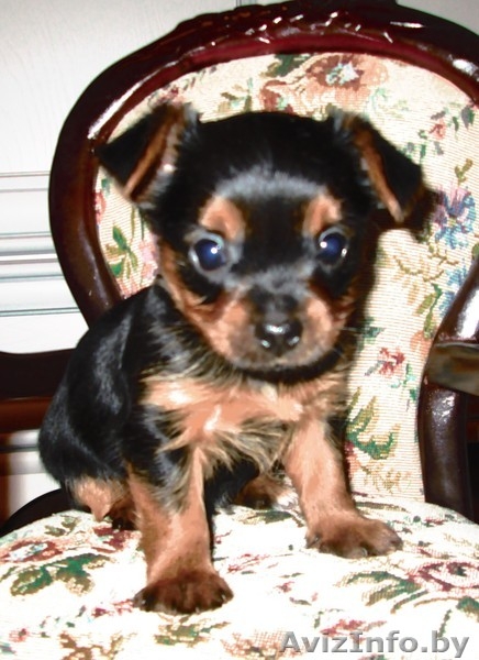 милые щеночки-йорки - Изображение #1, Объявление #1317328