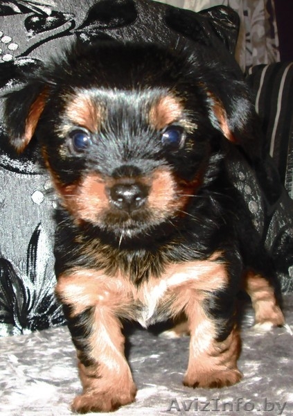 милые щеночки-йорки - Изображение #2, Объявление #1317328