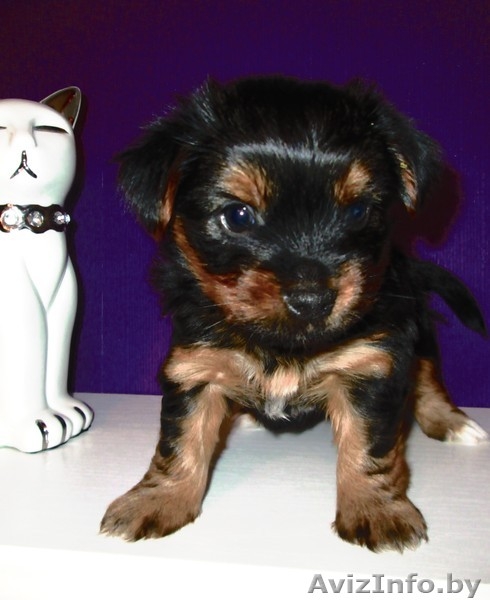 милые щеночки-йорки - Изображение #3, Объявление #1317328