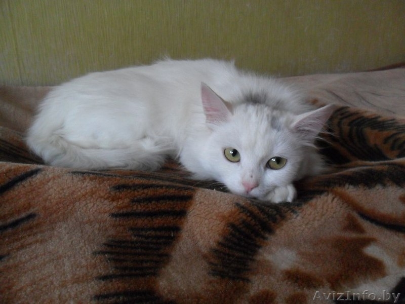 Нежная зефирка Коко в добрые руки - Изображение #1, Объявление #1356377