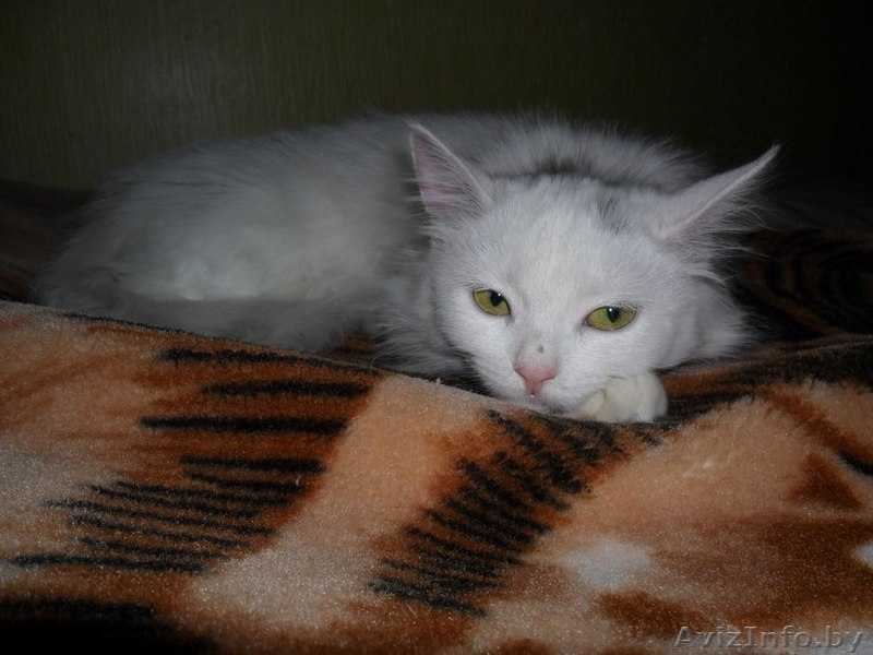 Нежная зефирка Коко в добрые руки - Изображение #2, Объявление #1356377