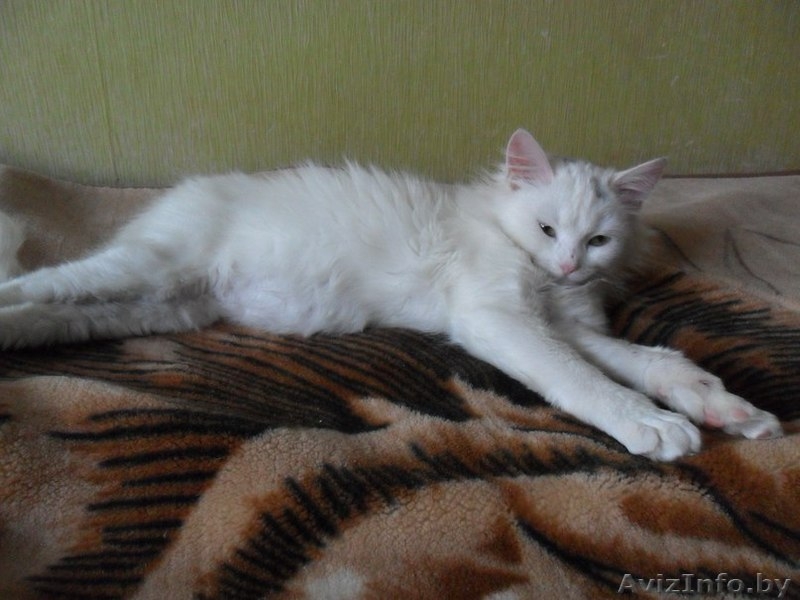 Нежная зефирка Коко в добрые руки - Изображение #3, Объявление #1356377