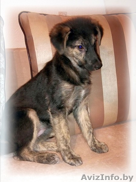 Щенок в ответственные руки - Изображение #1, Объявление #1378712