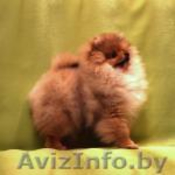 Щенок померанского шпица - Изображение #1, Объявление #1380454