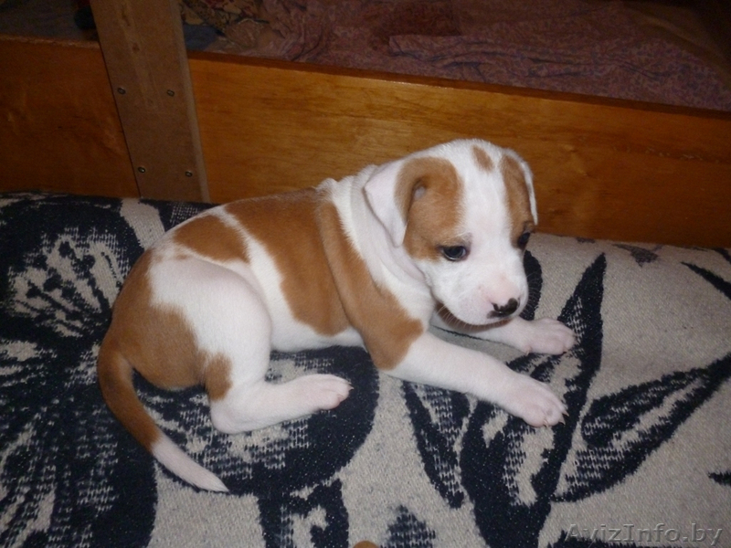 продажа щенков ам.стаффа - Изображение #2, Объявление #1396369