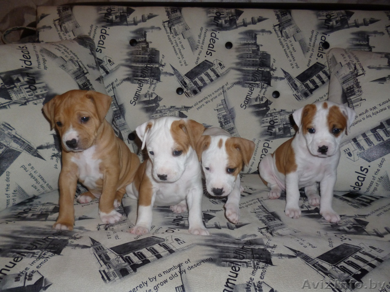 продажа щенков ам.стаффа - Изображение #6, Объявление #1396369