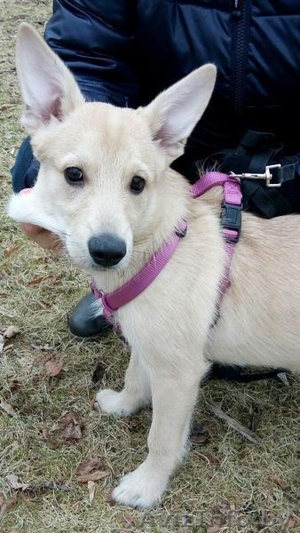 обаятельный и привлекательный щенок ищет дом  - Изображение #2, Объявление #1380435