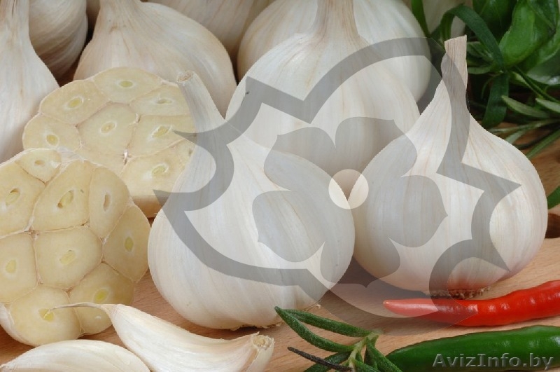 Купить семена чеснока польского производителя оптом в Беларуси!!! - Изображение #1, Объявление #1440143
