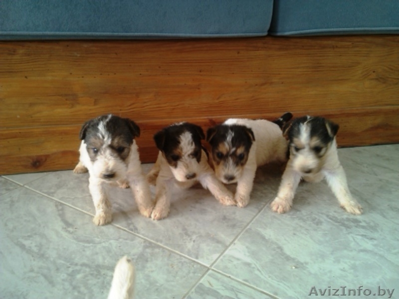 Щенки ж/ш фокстерьера - Изображение #1, Объявление #1447404
