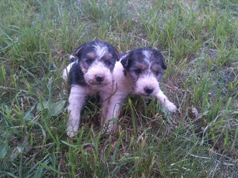 Щенки ж/ш фокстерьера - Изображение #3, Объявление #1447404