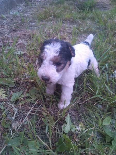 Щенки ж/ш фокстерьера - Изображение #4, Объявление #1447404