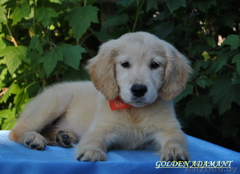 щенки золотистого (голден)ретривера - Изображение #3, Объявление #1477899