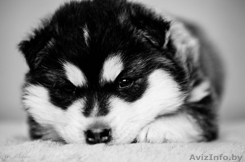 Питомник LEKDEIRI предлогает шикарных щенков хаски. - Изображение #2, Объявление #1488910