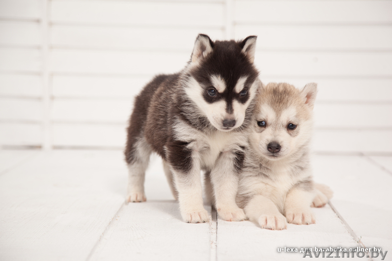 Питомник LEKDEIRI предлогает шикарных щенков хаски. - Изображение #5, Объявление #1488910