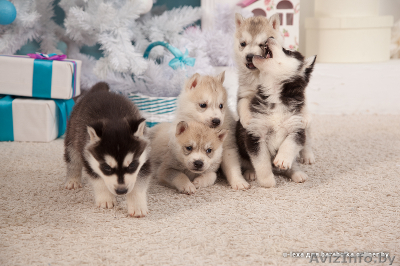 Питомник LEKDEIRI предлогает шикарных щенков хаски. - Изображение #6, Объявление #1488910