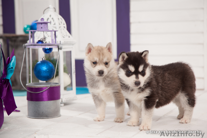 Питомник LEKDEIRI предлогает шикарных щенков хаски. - Изображение #7, Объявление #1488910