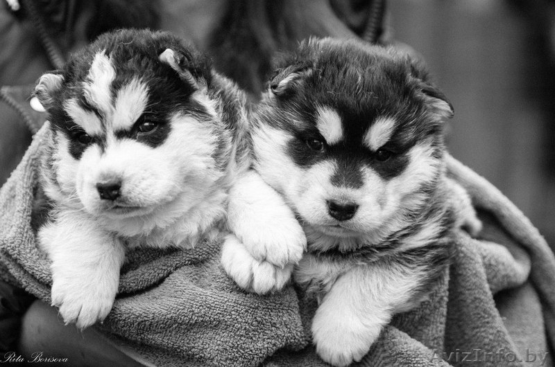 Питомник LEKDEIRI предлогает шикарных щенков хаски. - Изображение #9, Объявление #1488910