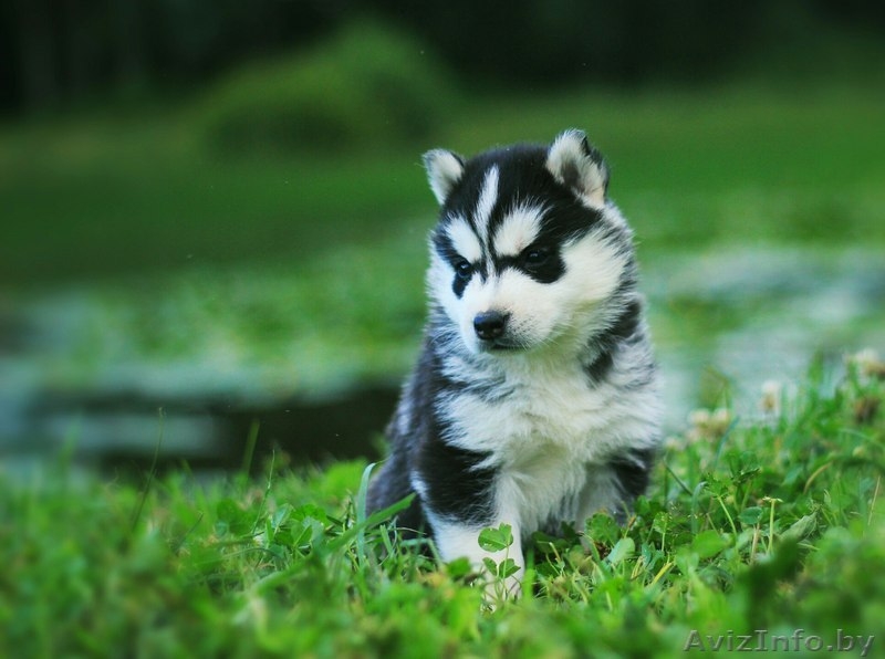 Щенки Хаски шоу класса высокопродные - Изображение #3, Объявление #1488911