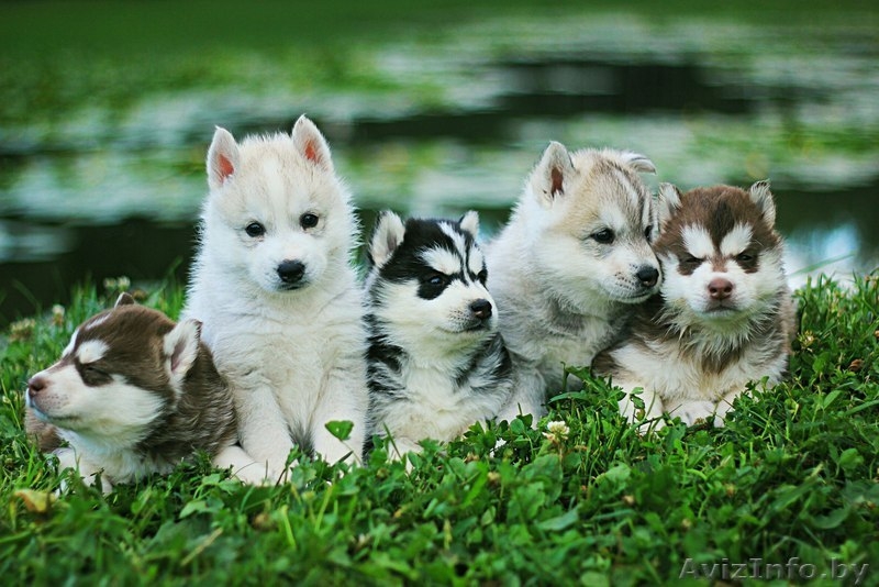 Щенки Хаски шоу класса высокопродные - Изображение #4, Объявление #1488911