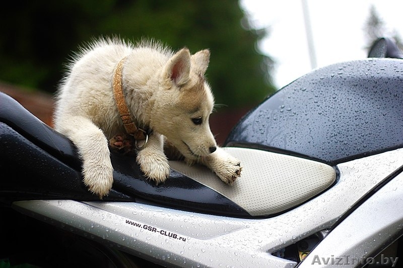 милые щенки породы сибирской хаски - Изображение #1, Объявление #1488913