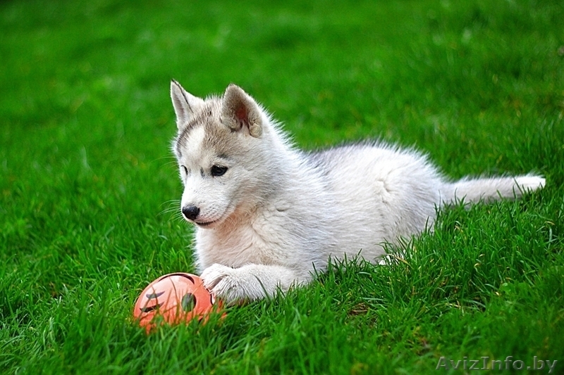 милые щенки породы сибирской хаски - Изображение #2, Объявление #1488913