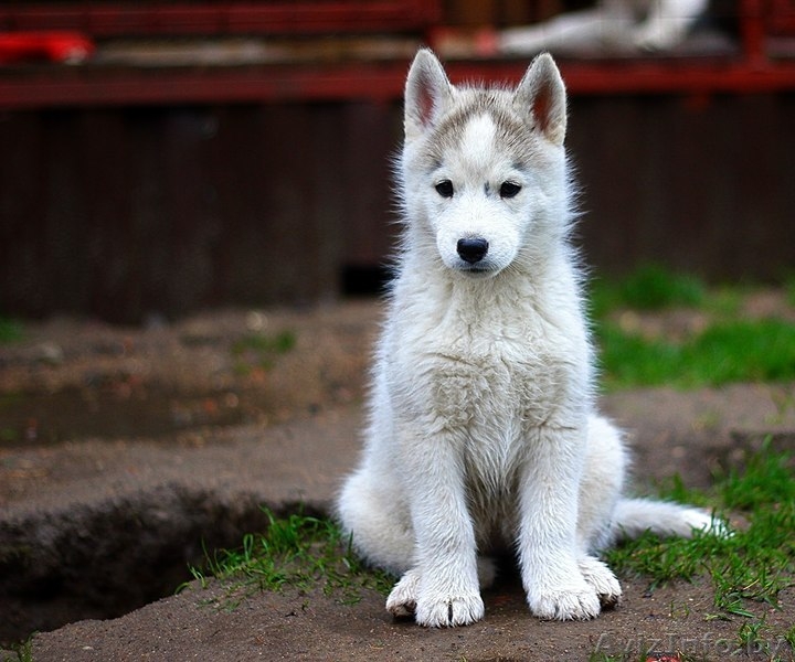 милые щенки породы сибирской хаски - Изображение #3, Объявление #1488913