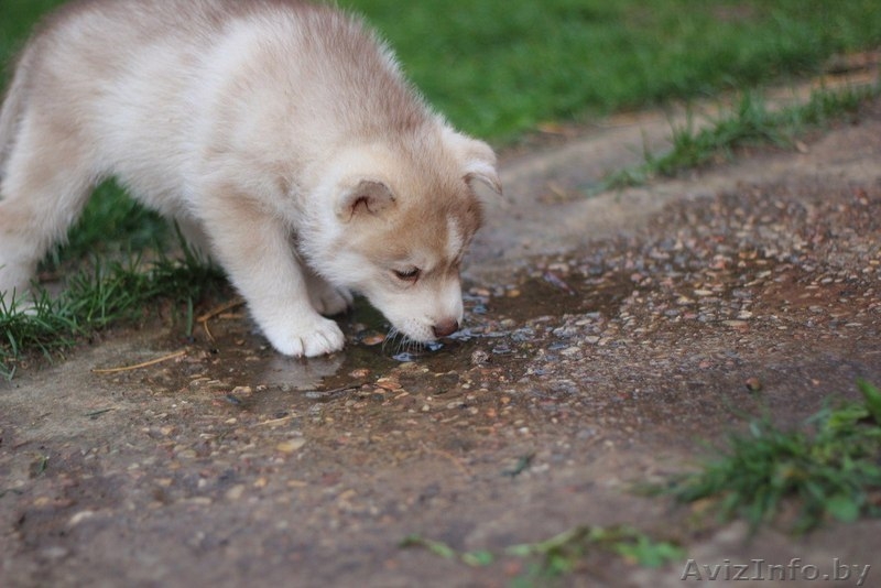 милые щенки породы сибирской хаски - Изображение #5, Объявление #1488913