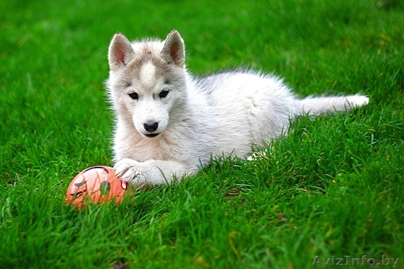 Щенки хаски профессиональный питомник LEKDEIRI - Изображение #1, Объявление #1488914