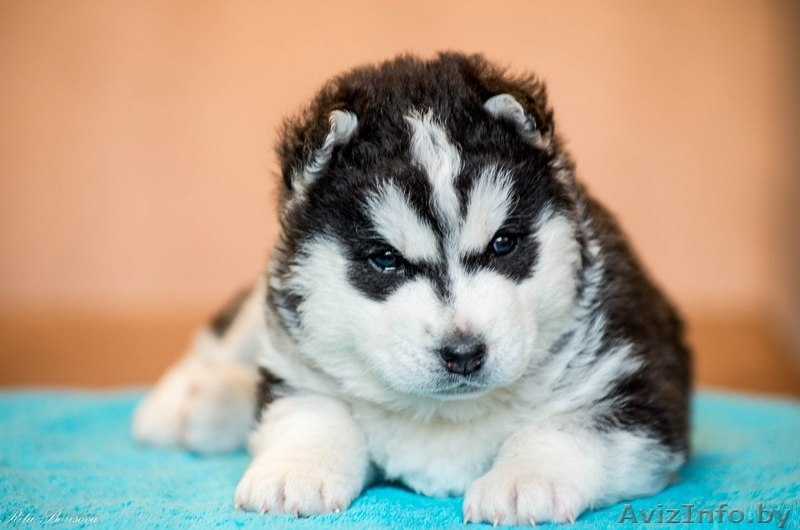 Щенки хаски профессиональный питомник LEKDEIRI - Изображение #2, Объявление #1488914