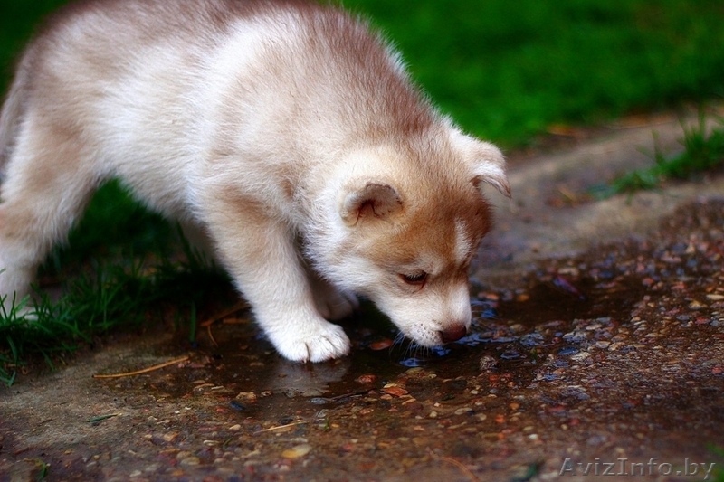 Щенки хаски профессиональный питомник LEKDEIRI - Изображение #3, Объявление #1488914