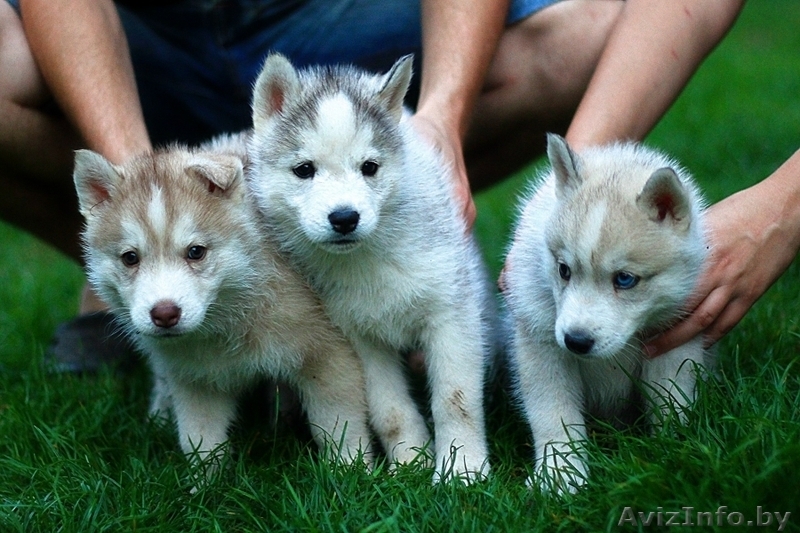 Щенки хаски профессиональный питомник LEKDEIRI - Изображение #4, Объявление #1488914