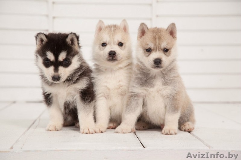 Щенки хаски профессиональный питомник LEKDEIRI - Изображение #5, Объявление #1488914