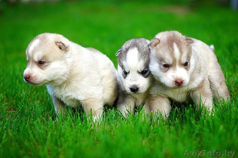 Щенки хаски профессиональный питомник LEKDEIRI - Изображение #10, Объявление #1488914