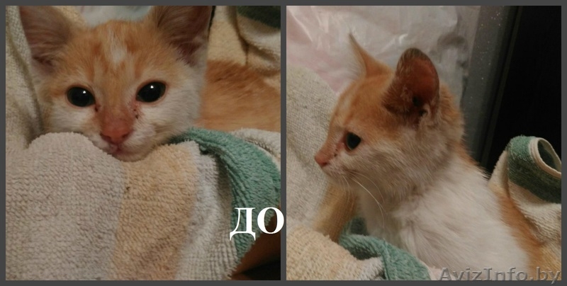 Говорят рыжие приносят счастье - это правда! - Изображение #3, Объявление #1489885